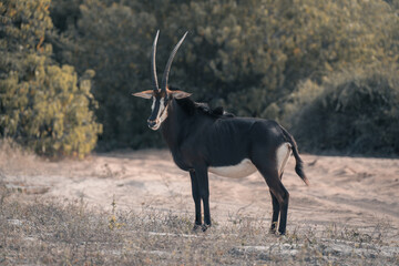 Sable antelope stands on grass turning head