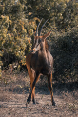 Sable antelope stands watching camera lifting foot