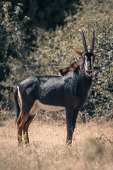 Sable antelope stands in clearing eyeing camera
