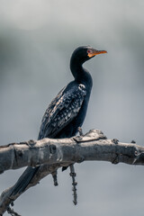 Reed cormorant on sunny branch watching camera