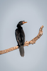 Reed cormorant on dead branch with catchlight