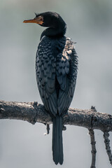 Reed cormorant on branch turning to camera
