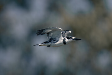 Pied kingfisher with catchlight flies past leaves