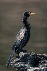 Reed cormorant on dead tree in profile