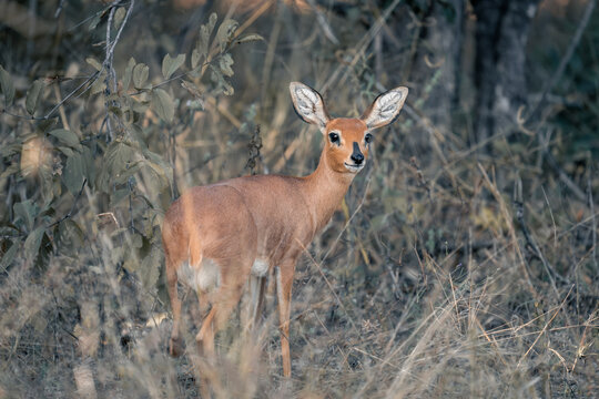 Steenbok stands in undergrowth turning towards camera