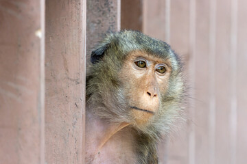 A macaque peeks out from behind a row of planks