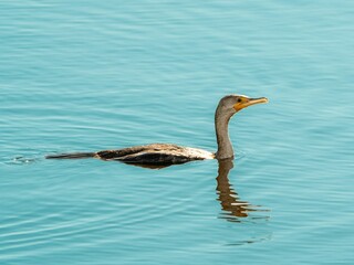 Socotra cormorant bird swimming on the clear water