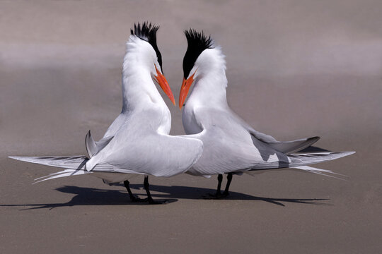 Royal tern (Thalasseus maximus) pair in courtship ritual. Puerto San Carlos, Magdalena Bay, Baja California Sur, Mexico.