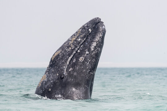 Grey whale (Eschrichtius robustus) spyhopping. Ojo de Liebre Lagoon, El Vizcaino Biosphere Reserve, Baja California Sur, Mexico.