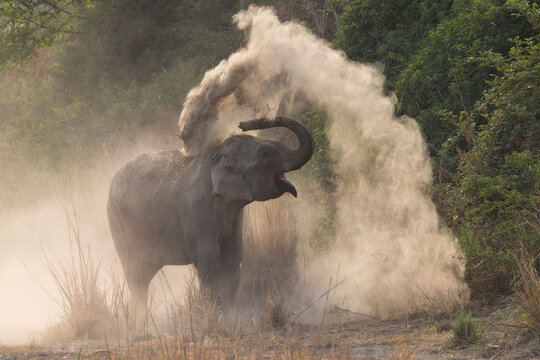 Asian elephant (Elephas maximus) dust bathing. Jim Corbett National Park, Uttarakhand, India.