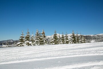 Tranquil winter landscape featuring an array of trees covered in a blanket of snow, Romania