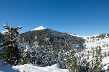 Tranquil winter landscape featuring an array of trees covered in a blanket of snow, Romania