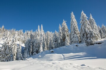 Tranquil winter landscape featuring an array of trees covered in a blanket of snow, Romania