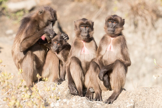 Gelada baboon (Theropithecus gelada) group, one grooming another. Debre Libanos, Rift Valley, Ethiopia.