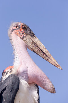 Marabou stork (Leptoptilos crumenifer) with prominent throat sac, portrait. Lake Ziway, Rift Valley, Ethiopia.