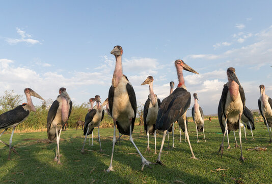 Marabou stork (Leptoptilos crumenifer) group waiting for fishermen to discard fish remains. Lake Ziway, Rift Valley, Ethiopia.