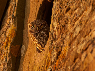 Little Owl (Athene noctua) looking out of window of old barn, UK.