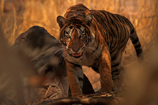 Bengal tiger (Panthera tigris) protective tigress "T8" on kill, Ranthambhore, India
 