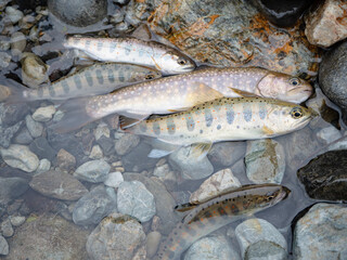 トラウトフィッシング　本日の釣果