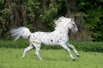 Knabstrupper stallion with leopard spotting colouration, running in pasture. Germany. May. 