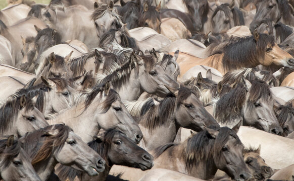 Dulmen pony, wild mares and foals running together at roundup. Dulmen, North Rhine-Westphalia, Germany. 