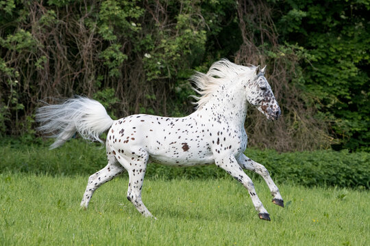 Knabstrupper stallion with leopard spotting colouration, running in pasture. Germany. May. 