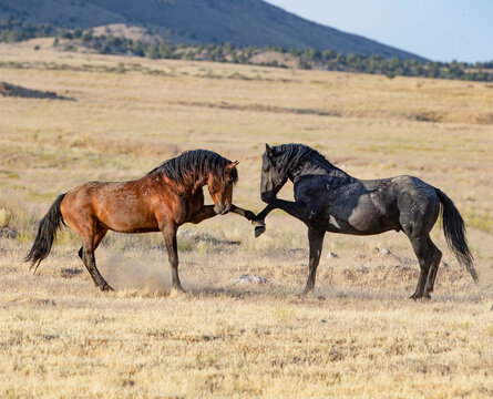 Mustang horse, two stallions face to face, holding up legs in aggression. Onaqui Mountain Wild Horse Management Area, Utah, USA. July 2018. 