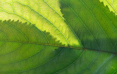 Close up of green leaf