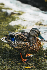Duck close up. Beautiful duck on dry land