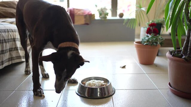 dog eating meat, rice and bones with boiled carrot in his bowl, home-made dog food at home by the sofa and plants