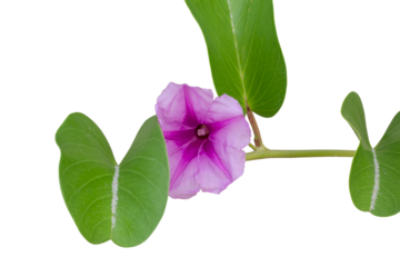 Purple flower of Goat’s foot creeper, Beach morning glory or Ipomoea pes-caprae bloom is a Thai herb isolated on white background included clipping path.