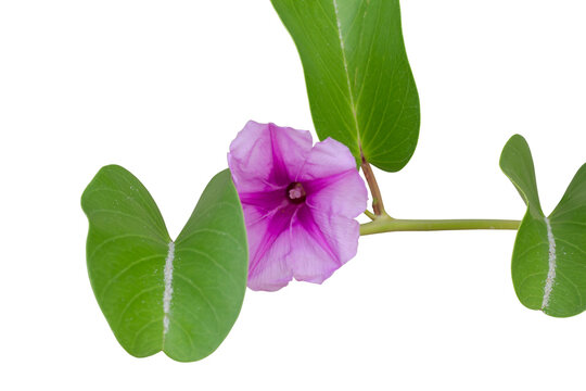 Purple flower of Goat&rsquo;s foot creeper, Beach morning glory or Ipomoea pes-caprae bloom is a Thai herb isolated on white background included clipping path.