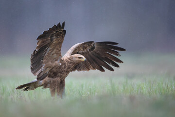 Fototapeta premium Birds of prey - Lesser Spotted Eagle Aquila pomarina , hunting time, flying bird, spring time Poland, Europe