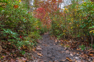 New River Gorge National Park | Endless Wall Trail - Diamond Point Overlook