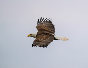 Majestic bald eagle soaring through a bright blue sky, its wings outstretched