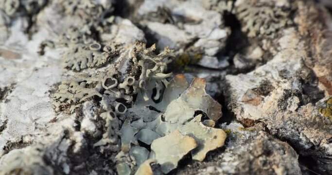 Useful plants. Lekanora lichen and the natural antibiotic Parmelia grow together on birch bark. Siberia. The camera is moving.
