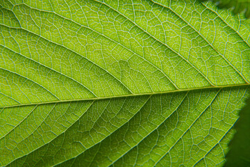 Fototapeta na wymiar Close up of green leaf