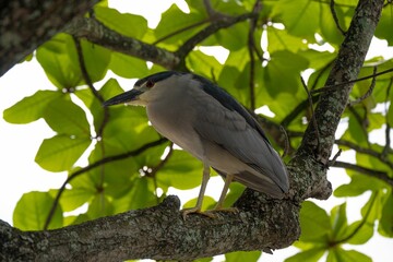 Black-crowned night heron perched on a tree branch.