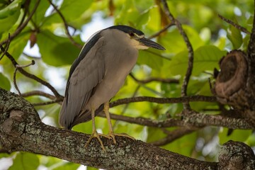Black-crowned night heron perched on a tree branch.