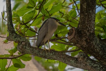 Black-crowned night heron perched on a tree branch.