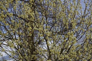 Close up of a willow catkin blossom tree.