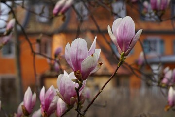 Obraz premium there is a tree that has many flowers in it to the side of the house