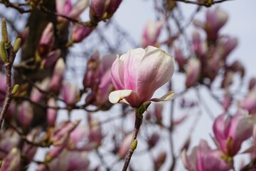 Magnolia flower on a lush green tree branch in a peaceful wooded environment