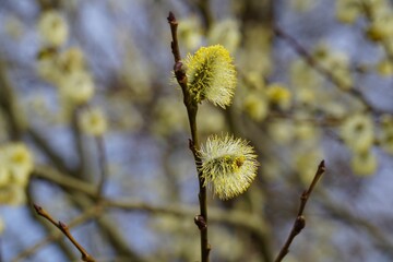 the yellow flowers on the tree are beginning to bloom together