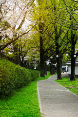 beautiful scenery of the park