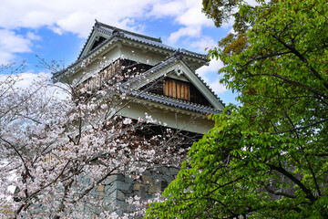 A beautiful view of the cherry blossom trees and the old castle.