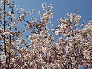 Closeup of an apricot blossom in a garden on a sunny day in spring