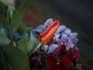 Closeup of vibrant tulips and pansies growing in a garden with a blurry background
