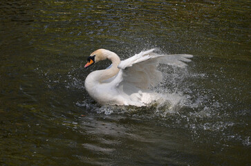 White  mute swan baths with splashes in a pond on a nice sunny spring day