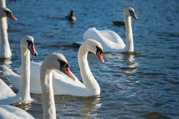 white swans group on the lake swim well under the bright sun